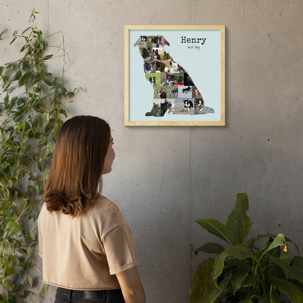 Collage de fotos personalizado en forma de border collie sentado, con marco de madera clara en una pared de hormigón