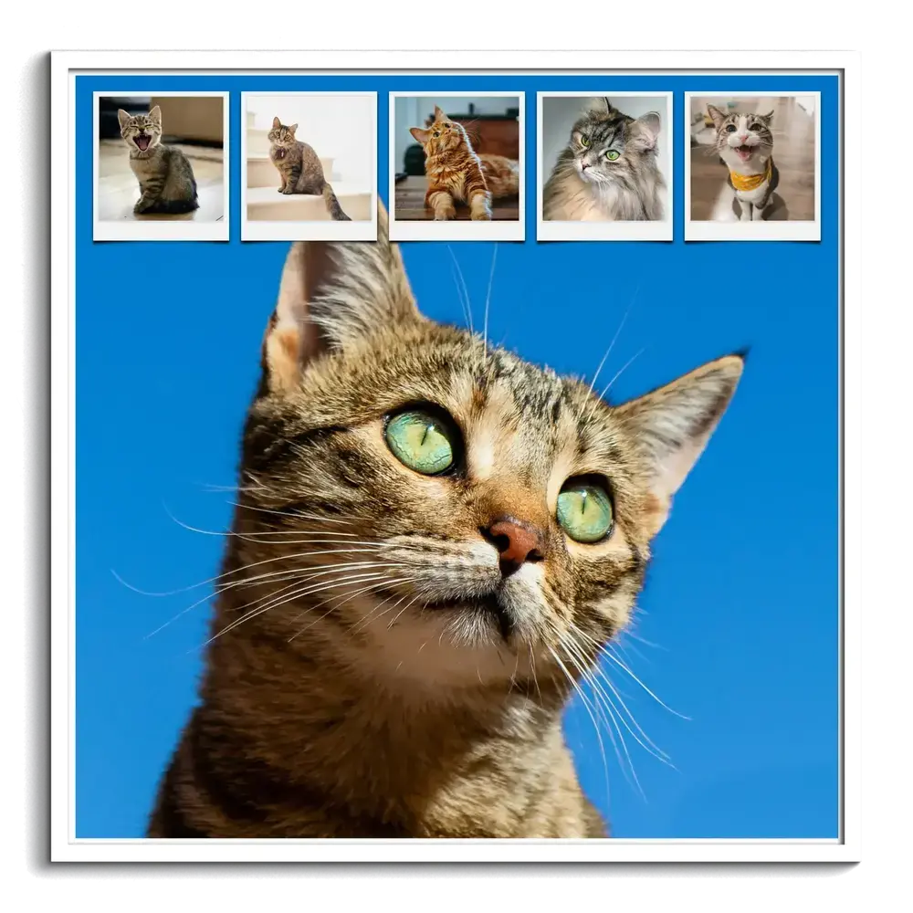 Collage de gatos con marco blanco, un gran retrato sobre fondo azul y cinco fotos pequeñas en la parte superior
