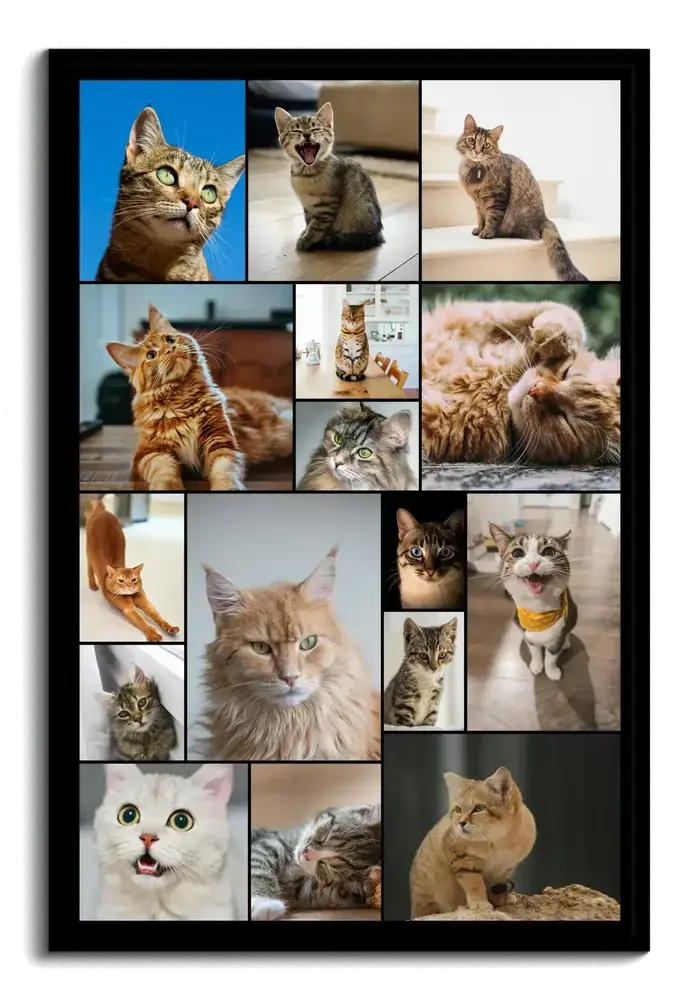 Collage de gatos en marco negro vertical, con fotos de distintos tamaños separadas por finas líneas oscuras