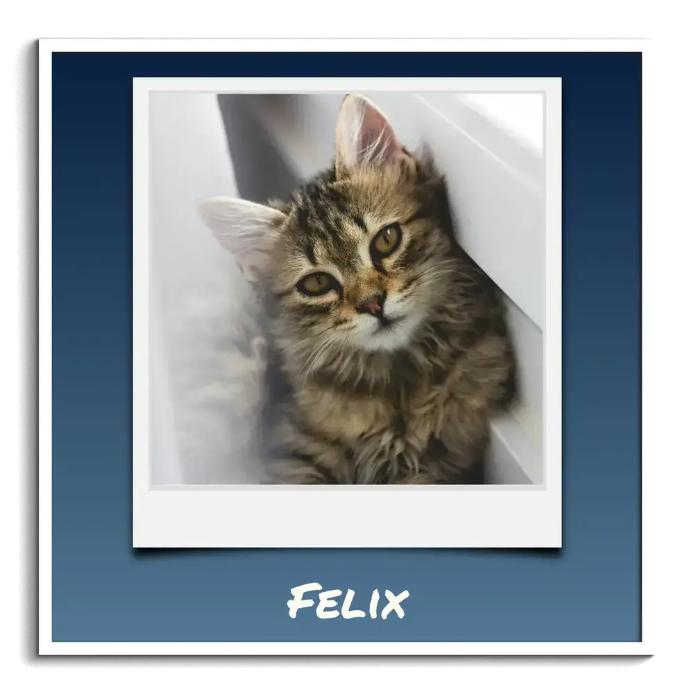 Póster cuadrado de un gatito estilo Polaroid con nombre personalizado sobre fondo azul y marco blanco