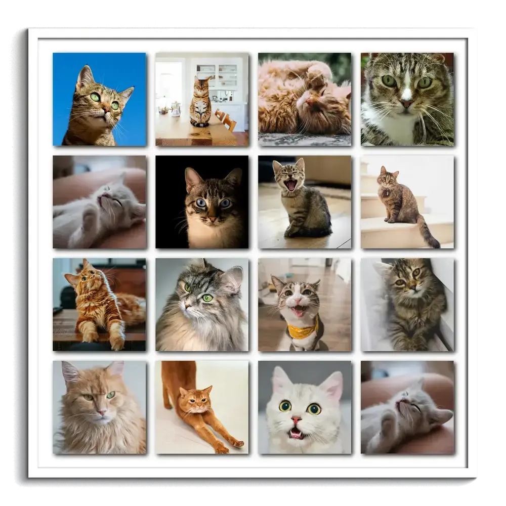 Collage de 16 fotos de gatos en cuadrícula uniforme con efecto de sombra sobre fondo blanco, con marco blanco