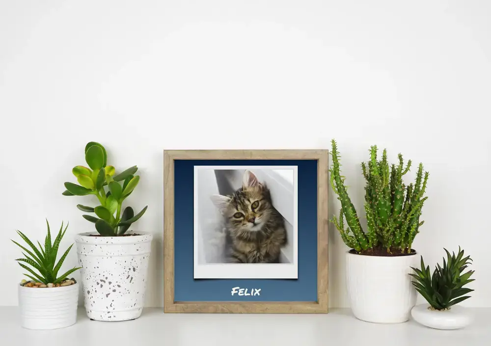 Póster de gatito estilo Polaroid con nombre sobre azul, en marco de madera entre plantas sobre un escritorio