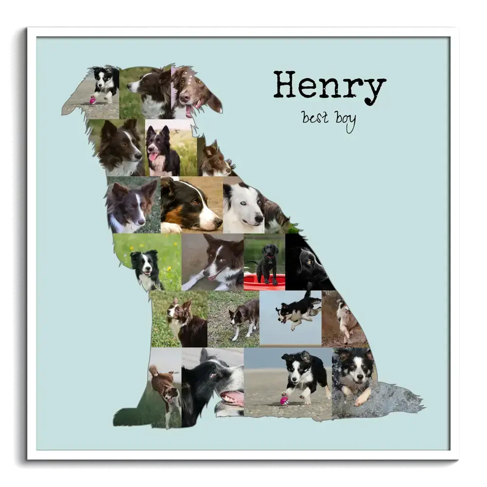 Collage de fotos de border collie sentado con nombre, fondo azul claro y marco blanco, regalo para amantes de los perros