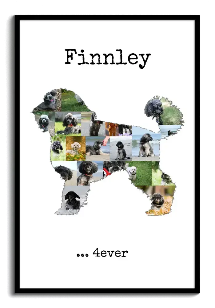 Collage de fotos en silueta de caniche enano de pie, con nombre y frase en marco negro, regalo para amantes de los perros