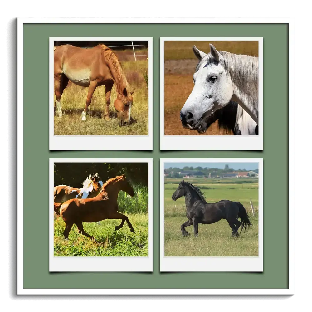 Collage de cuatro fotos de caballos estilo Polaroid sobre fondo verde, con marco blanco
