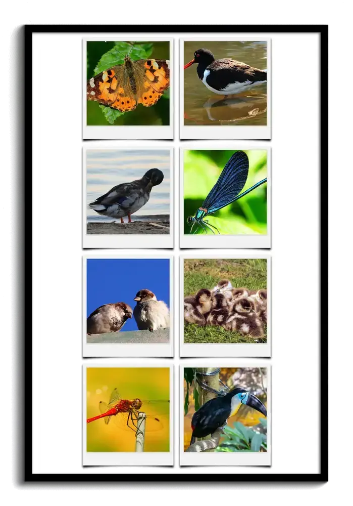 Collage de ocho fotos de naturaleza estilo Polaroid, con aves, mariposa y libélulas, en marco negro