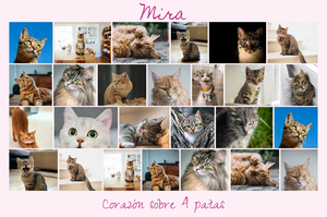 Collage de fotos de tu gato: crea y personaliza con Corazón en 4 patas