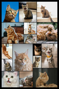 Collage de fotos de tu gato: crea y personaliza con Corazón en 4 patas