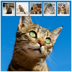 Collage de fotos de tu gato: crea y personaliza con Corazón en 4 patas