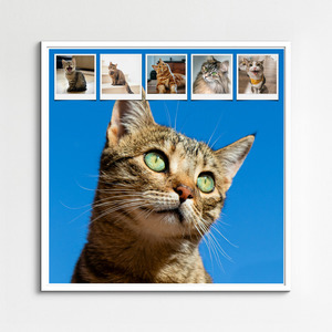 Collage de fotos de tu gato: crea y personaliza con Corazón en 4 patas