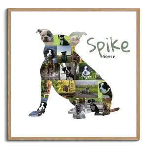 Crea un collage de tu American Bully con tus fotos y texto personalizado