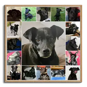 Crea tu collage de fotos de perros: inmortaliza tus momentos especiales