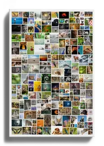 Crea tu propia fotocollage salvaje para decorar tu hogar