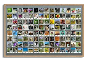 Crea tu Collage Polaroid: Recuerdos de Viajes con más de 100 fotos Personalizadas