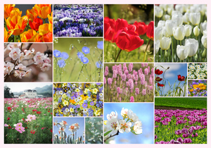 Collage de flores y plantas: crea online y pide impresión premium de tus fotos