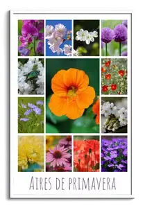 Collage de flores y plantas: crea online y pide impresión premium de tus fotos