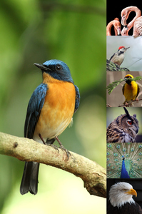 Collage de fotos de animales en la naturaleza: créalo online con impresión premium