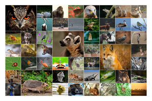 Collage de fotos de animales en la naturaleza: créalo online con impresión premium