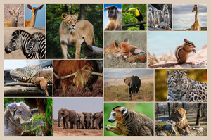 Collage de fotos de animales en la naturaleza: créalo online con impresión premium
