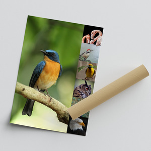 Collage de fotos de animales en la naturaleza: créalo online con impresión premium