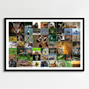 Collage de fotos de animales en la naturaleza: créalo online con impresión premium