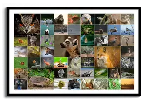 Collage de fotos de fauna con búho, zorro y erizo en una cuadrícula variada, en formato horizontal con marco negro