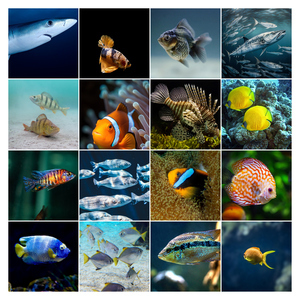 Collage de buceo con tus fotos marinas: crea e imprime póster premium