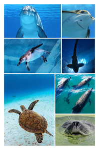 Collage de buceo con tus fotos marinas: crea e imprime póster premium