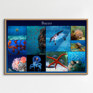 Collage de buceo con tus fotos marinas: crea e imprime póster premium