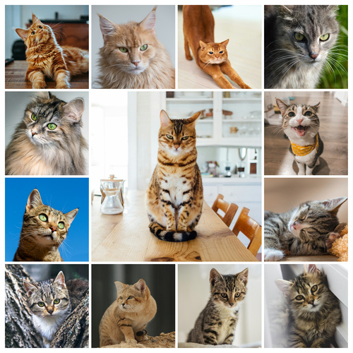 Collage de fotos de tu gato: crea y personaliza con Corazón en 4 patas