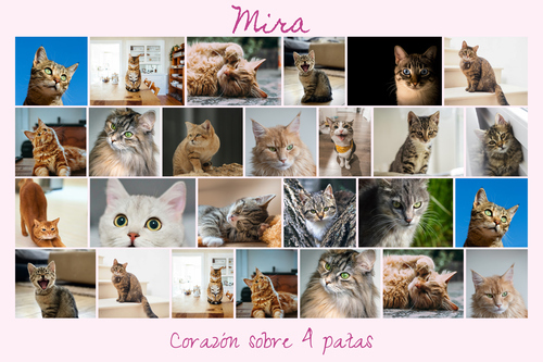 Collage de fotos de tu gato: crea y personaliza con Corazón en 4 patas