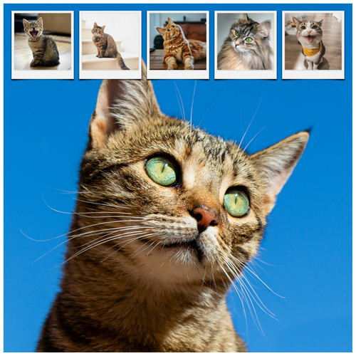 Collage de fotos de tu gato: crea y personaliza con Corazón en 4 patas