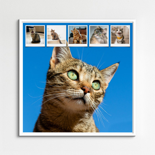 Collage de fotos de tu gato: crea y personaliza con Corazón en 4 patas