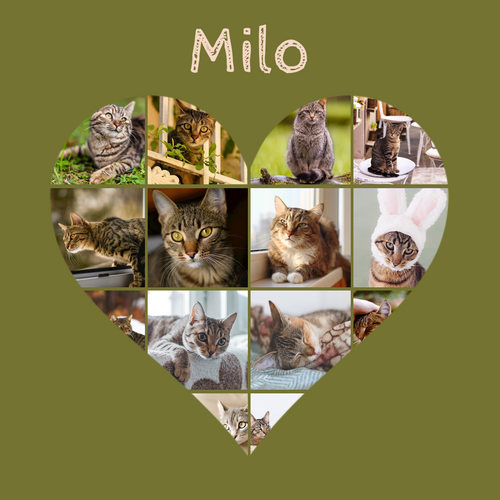 Collage corazón con fotos de tu gato: crea el tuyo con texto o nombre personalizado