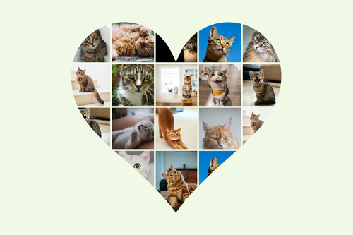 Collage corazón con fotos de tu gato: crea el tuyo con texto o nombre personalizado