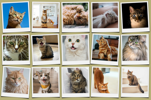 Collage Polaroid de tu gato con fotos y nombre: crea el tuyo ahora