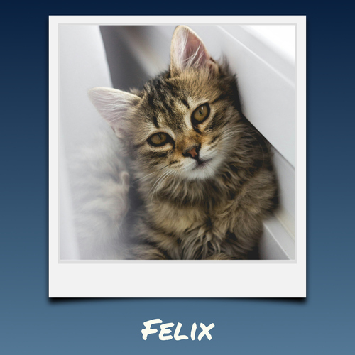 Collage Polaroid de tu gato con fotos y nombre: crea el tuyo ahora