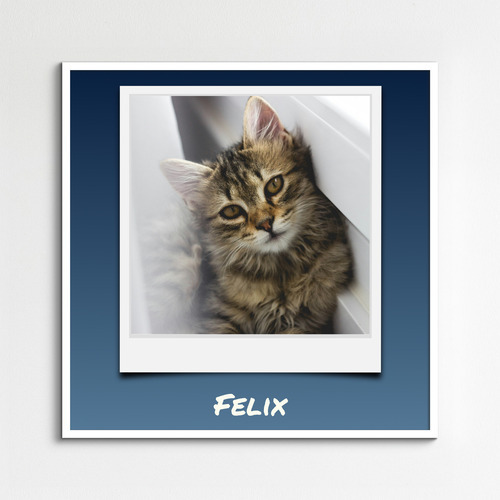 Collage Polaroid de tu gato con fotos y nombre: crea el tuyo ahora