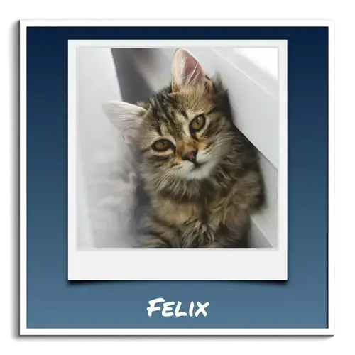 Collage Polaroid de Fotos de Gato con Texto