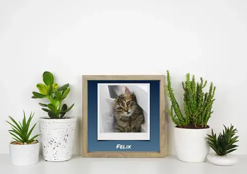 Collage Polaroid de Fotos de Gato con Texto