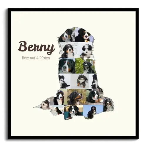 Crea un retrato personalizado de tu Berner Sennenhund con tus fotos y texto