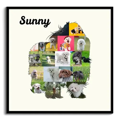 Crea tu Collage de Bolonka Zwetna: Recuerdos únicos para amantes de perros