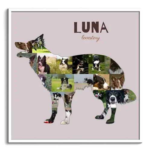 Collage Border Collie personaliza tu recuerdo perruno único