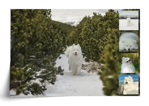 Collage de fotos de perro personalizable