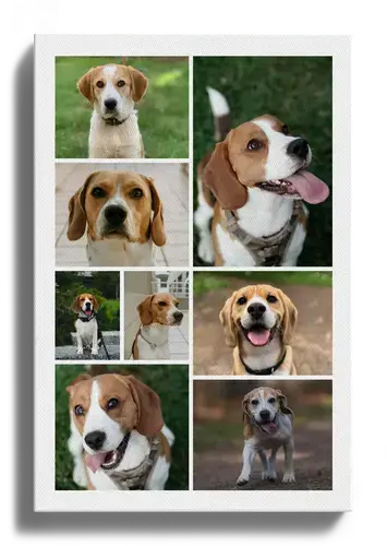 Collage de fotos de perro personalizable