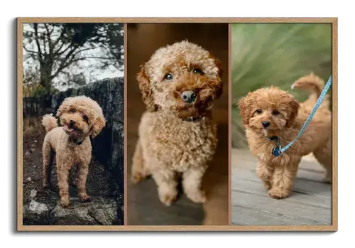 Collage para perro en corazón o Polaroid