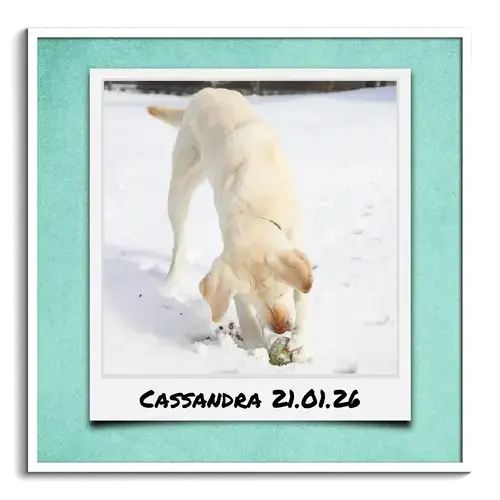 Collage para perro en corazón o Polaroid