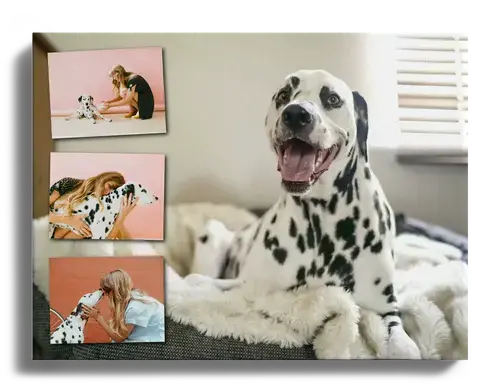 Fotocollage con imagen favorita como fondo con fotos de perros
