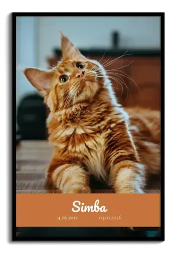 Collage recuerdo gato: foto única, nombre y fechas