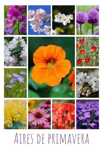 Collage de flores y plantas: crea online y pide impresión premium de tus fotos